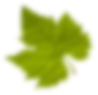 Capa Hoja